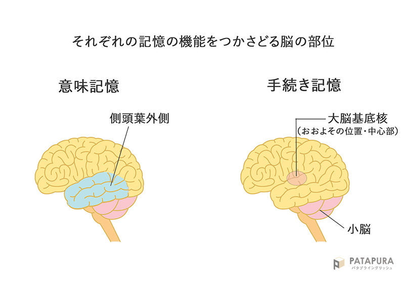 それぞれの記憶の機能をつかさどる脳の部位